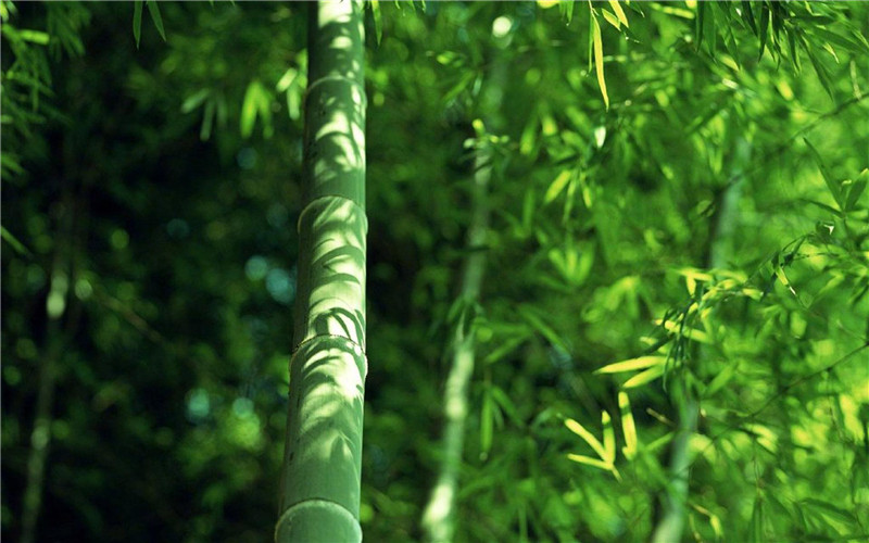開(kāi)卷有益｜《簡(jiǎn)小葉食譜》：如何，把麻竹筍干，做出花兒來(lái)！