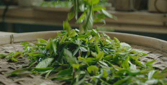 愛生活 愛簡小葉|土樓紅系列之一點紅
