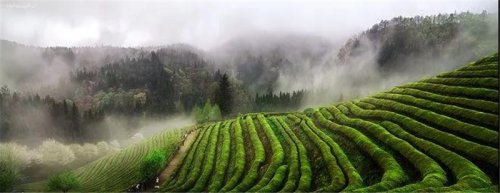 開(kāi)卷有益|高山茶，有哪些優(yōu)點(diǎn)？